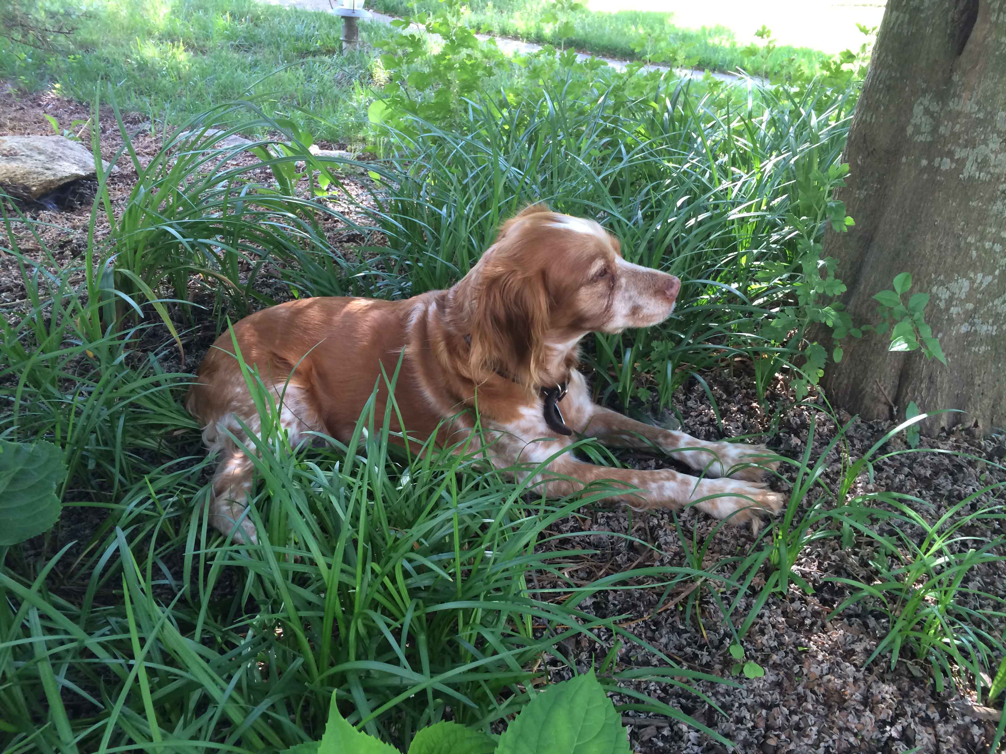 roxy